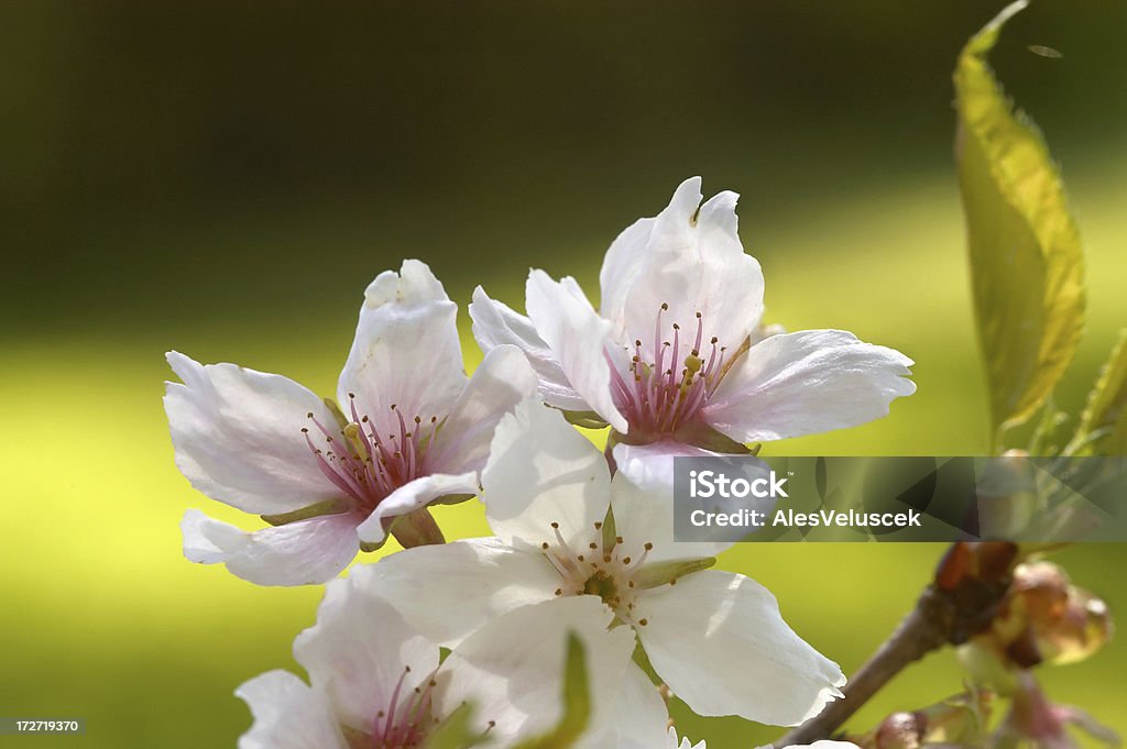 Primavera tempo - Foto de stock de Abricoteiro royalty-free
