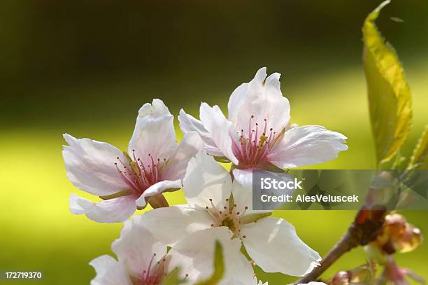 Foto de Primavera Tempo e mais fotos de stock de Abricoteiro - Abricoteiro, Branco, Cabeça da flor