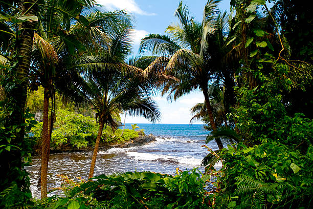 Tropical paradise with the beach, trees, and sea stock photo