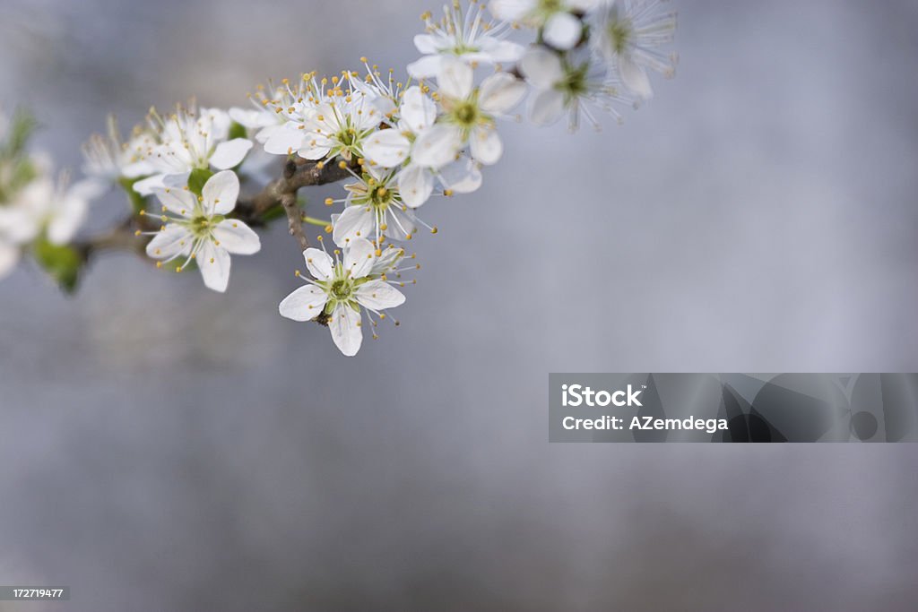Plum Blüten - Lizenzfrei Anfang Stock-Foto