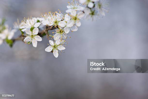 Plum Blüten Stockfoto und mehr Bilder von Anfang - Anfang, Ast - Pflanzenbestandteil, Baum