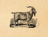 istock An illustration of a goat on a tan background 172719503