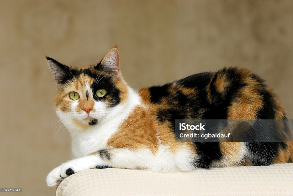 Riposo Gatto Calico - Foto stock royalty-free di Gatto calico