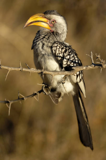 istock Yellow billed hornbill sitting on a thornbush 172719650