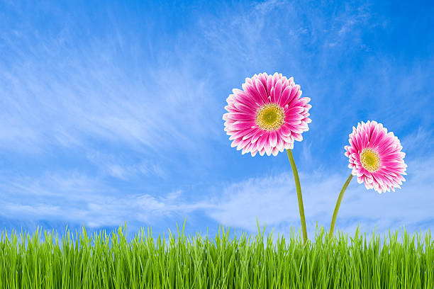 istock Daisies and Blue Skies 172719779
