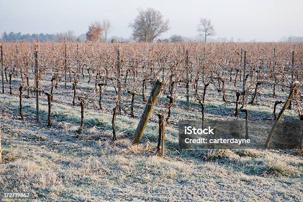 冷たい朝日のブドウ園でフランスのボルドー - フランスのストックフォトや画像を多数ご用意 - フランス, ブドウ畑, 霜