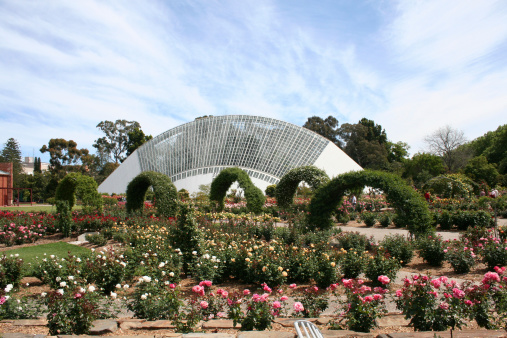 A new rose garden is being established in the Adelaide Botanic Gardens.