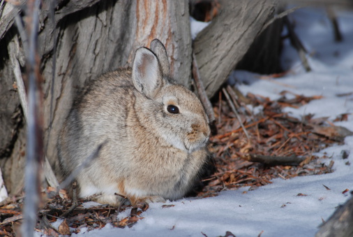 A mountain cottontail rabbit enjoys a sunny winter day at the Warm Springs Ponds Wildlife Management Area near Anaconda, Montana.