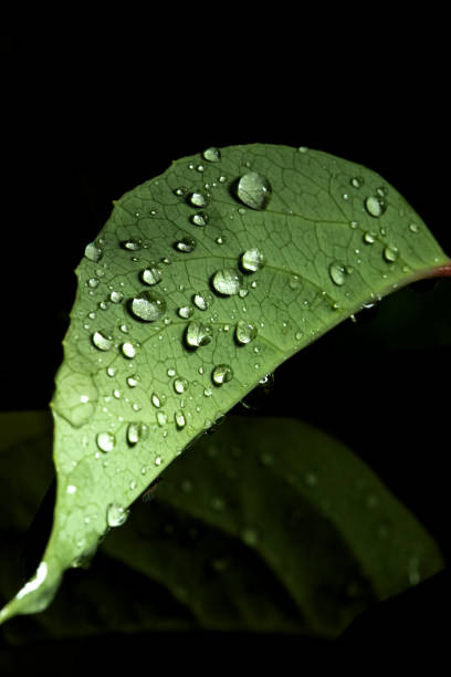 istock green leaf with water drops after rain, natural background 1727200364