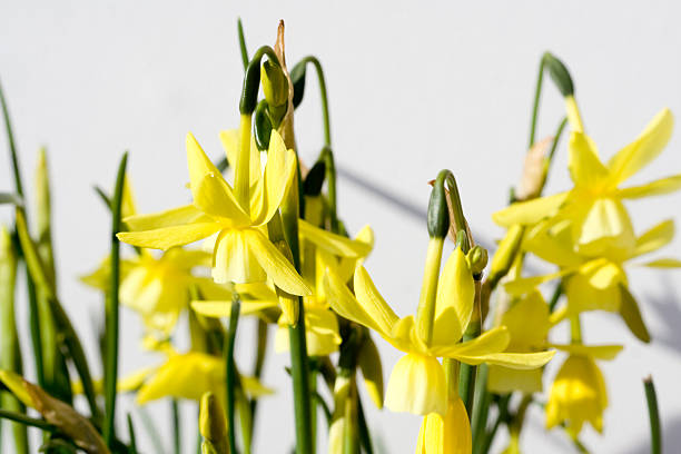 spring flowers stock photo