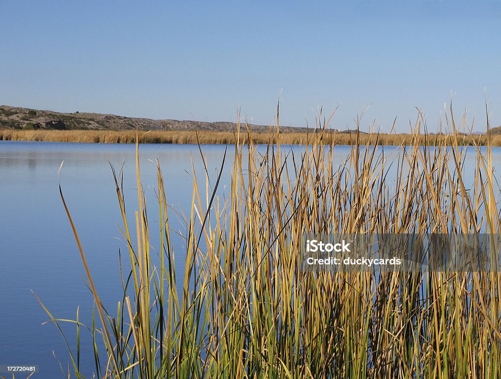 Humides de Bosque del Apache - Photo de Beauté libre de droits