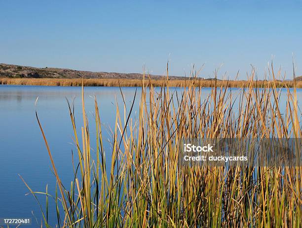 Photo libre de droit de Humides De Bosque Del Apache banque d'images et plus d'images libres de droit de Beauté - Beauté, Beauté de la nature, Bleu