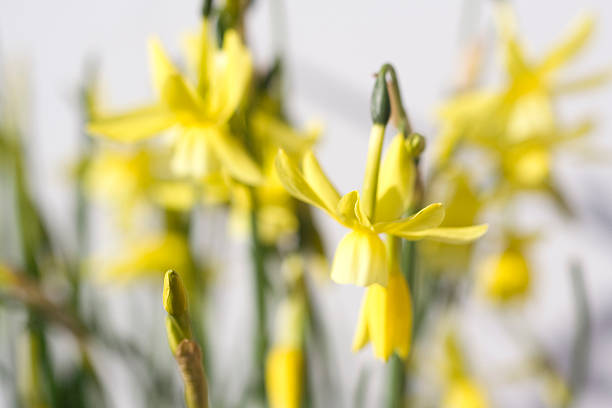 spring flowers stock photo