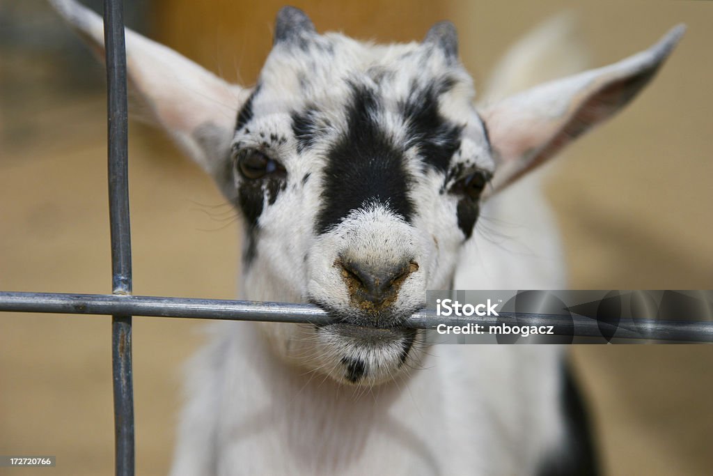 Billy Goat Baby Billy Goat biting on a wire fence. Animal Stock Photo