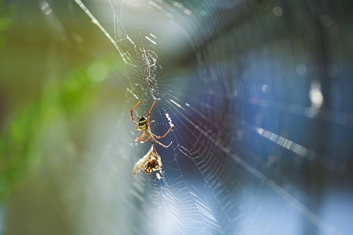black yellow arachnid crawling towards prey caught on its web