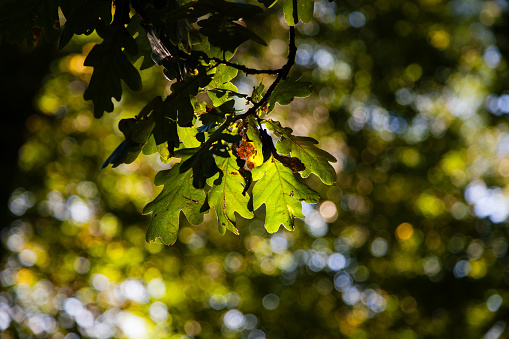 October 8, 2023: A few wonderful oak tree leaves backlit by the sun. Green and rusty colors in the leaves and a very nice blurred background. The leaves are placed at the center of the frame