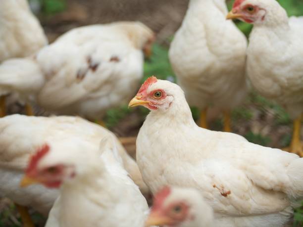 istock A white hen standing amongst a flock of hens 1727207748
