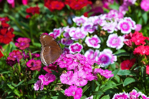 Black butterfly perched on a pink flower