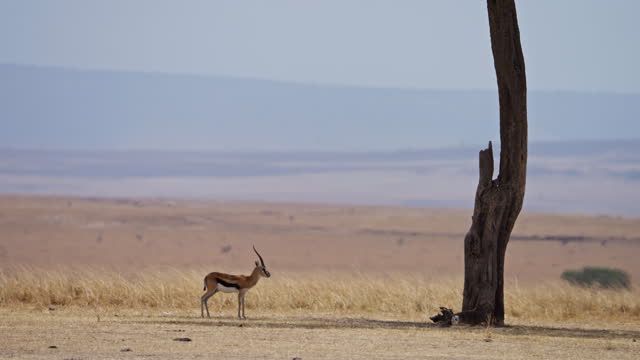 Thompson's Gazelle is standing under a tree in Masai Mara