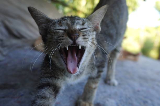 istock gray cat yawning with open mouth 1727208883