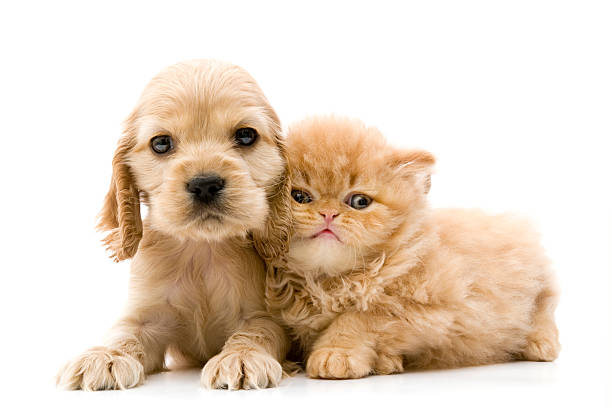 two buddies cocker spaniel and persian cat -  two animals photos stock pictures, royalty-free photos & images