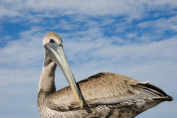 Sitting Pelican Face Turned Back stock photo