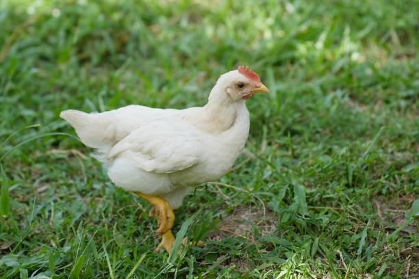 istock Side view of a white rooster walking 1727209440