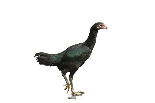 istock Black-green rooster on a white background 1727209449