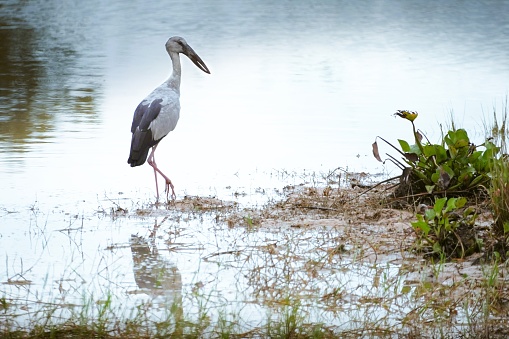A heron walks around the swamp.