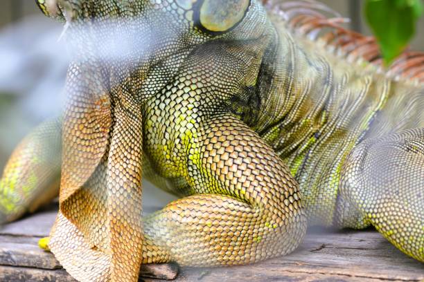 Iguana's orange scales The front legs are arranged in beautiful rows.