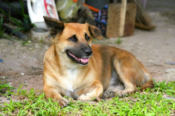 istock Red dog sleeping in the grass 1727209982