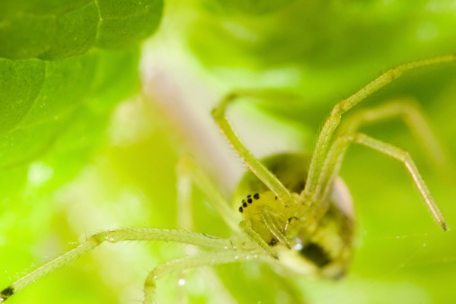 A small green garden spider on its web between spearmint leaves. (approximately 2:1 macro)