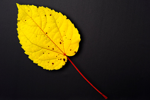 Extreme close-up of Autumn leaf on black textile with copy space.