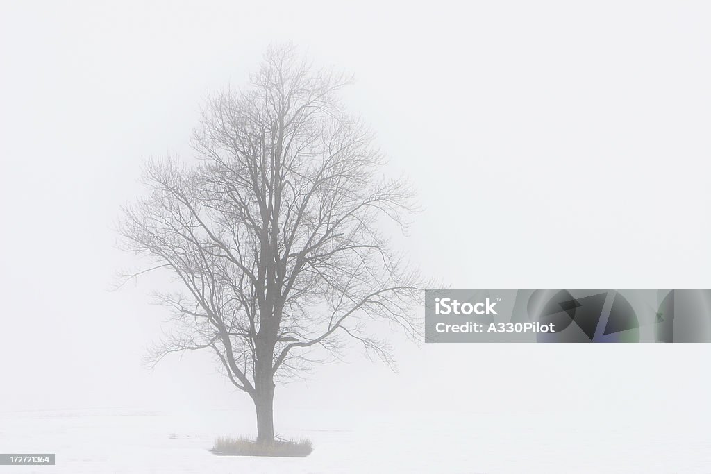 Lone Tree in the Fog Single tree in the fog. Abandoned Stock Photo