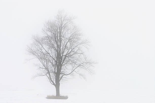 Lone Tree in the Fog stock photo