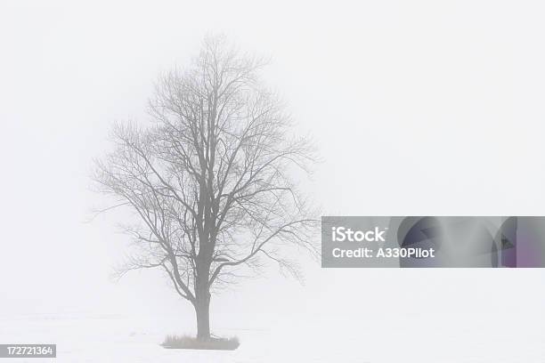 Lone Tree In The Fog Stock Photo - Download Image Now - Abandoned, Absence, Agricultural Field