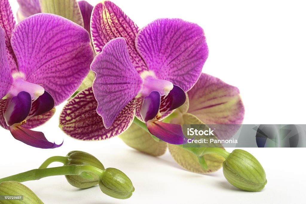 Orchid on White Orchid isolated on white Bud Stock Photo