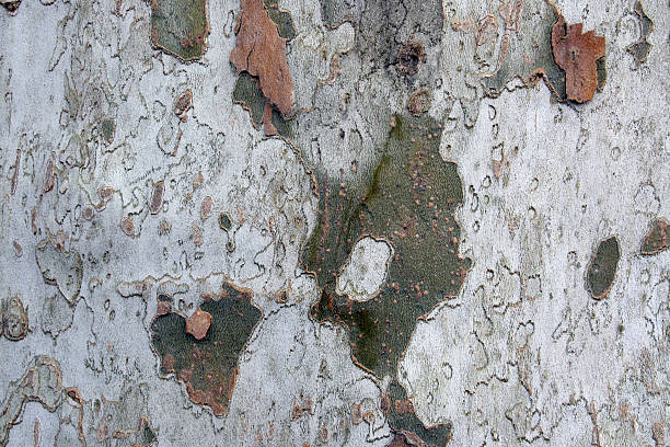 сикамор bark - arizona sycamore стоковые фото и изображения