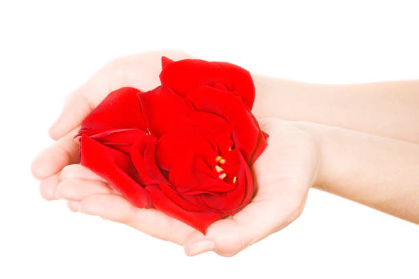 istock red rose petals in girls hands 172721712