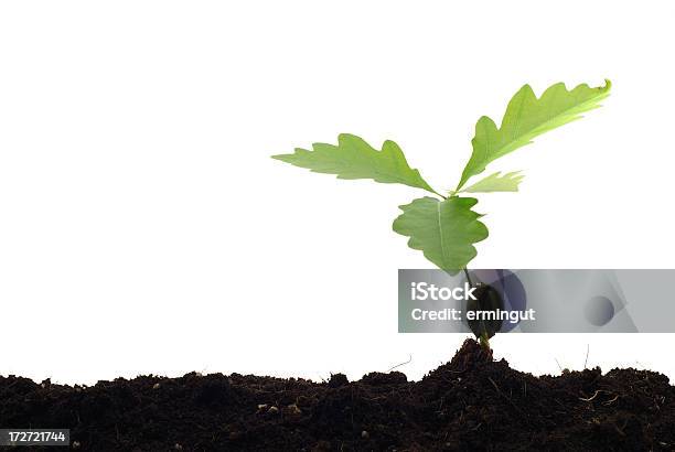 Recémnascido Carvalhoisolada - Fotografias de stock e mais imagens de Carvalho - Carvalho, Planta nova, Origens