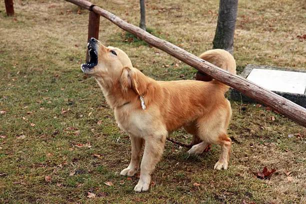 Golden retriever barking while he is tied to the fence. 