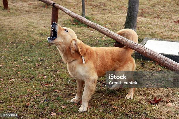 Barking Dog - zdjęcia stockowe i więcej obrazów Szczekać - Szczekać, Pies, Golden retriever