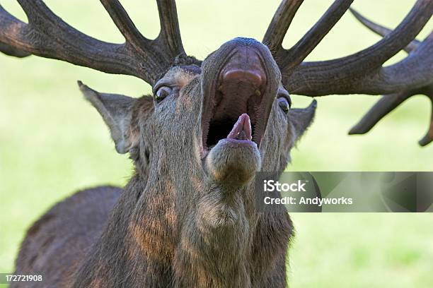 Hirschgeweih In Love Stockfoto und mehr Bilder von Bedrohung - Bedrohung, Bizarr, Bock - Männliches Tier