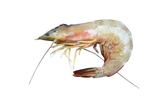 large sea shrimp Fresh length 5.5 inches