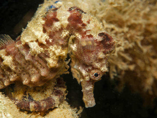 istock Mediterranean seahorse from Cyprus 1727220578