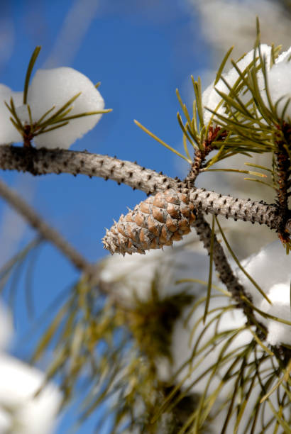 Winter Pines stock photo