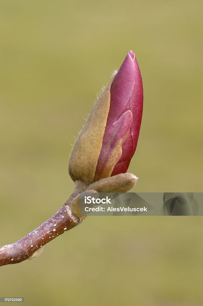 Magnolia - Zbiór zdjęć royalty-free (Bez ludzi)