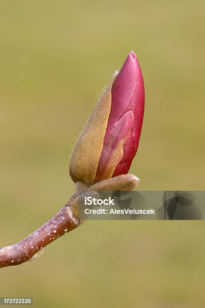 Magnolia - zdjęcia stockowe i więcej obrazów Bez ludzi - Bez ludzi, Drzewo, Fotografika