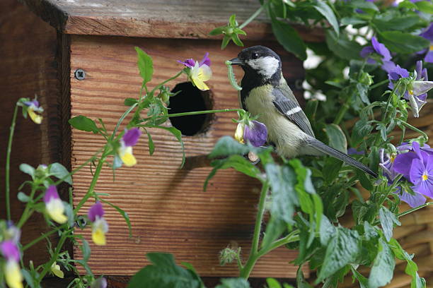 Tit with a caterpillar in its beak coming to the birdhouse to feed its offspring