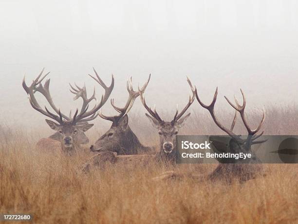 Grupa Z Jeleń Jeleń Odpoczywać W Foggy Park - zdjęcia stockowe i więcej obrazów Sarna - Sarna, Zima, Grupa zwierząt